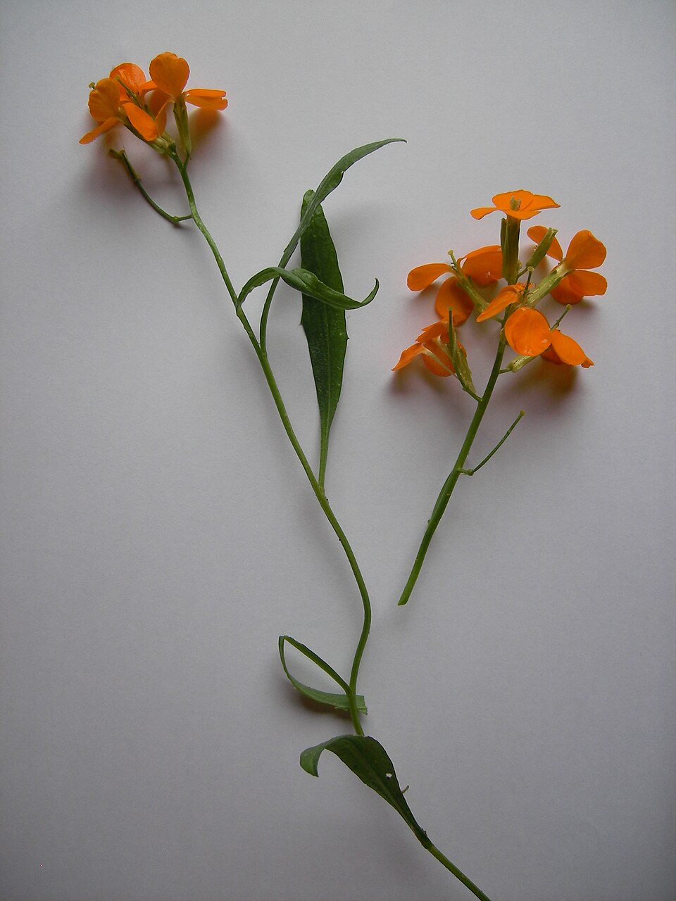 Illustration Erysimum cheiri, Par Danny S., via wikimedia 