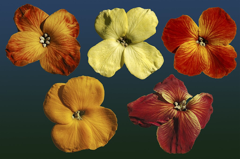 Illustration Erysimum cheiri, Par Florapic, via wikimedia 