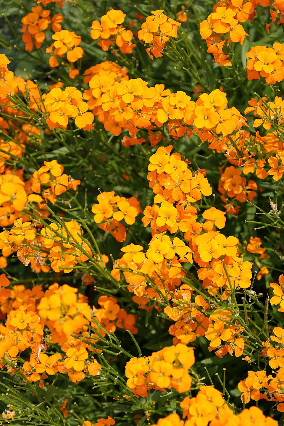Illustration Erysimum cheiri, Par Cephas, via wikimedia 