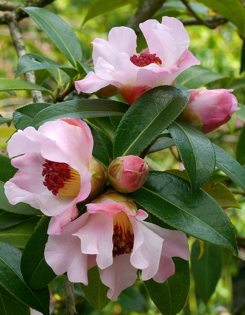 Illustration Camellia pitardii, Par J.G. in S.F., via flickr 