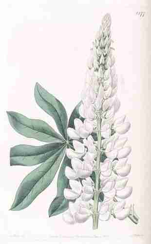 Illustration Lupinus polyphyllus, Edwards´s Botanical Register (vol. 16: t. 1377, 1830) [M. Hart], via plantillustrations.org 