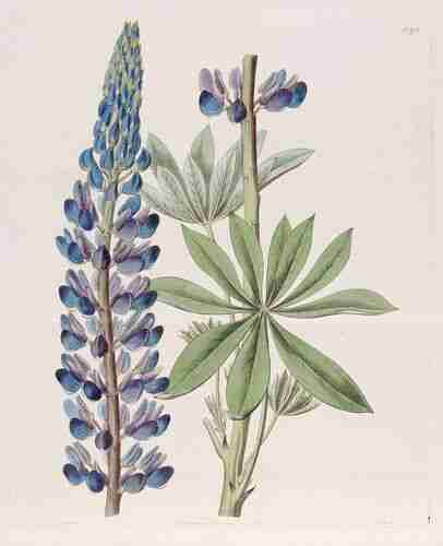 Illustration Lupinus polyphyllus, Botanical Register (vol. 13: t. 1096, 1827) [M. Hart], via plantillustrations.org