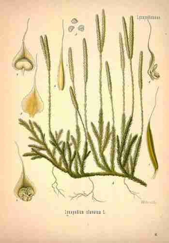 Illustration Lycopodium clavatum, Par Köhler F.E. (Medizinal Pflanzen, vol. 1: t. 49, 1887), via plantillustrations.org 