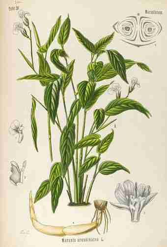 Illustration Maranta arundinacea, Par Köhler F.E. (Medizinal Pflanzen, vol. 4: t. 29 ; 1890) [Ev.C.], via plantillustrations.org 