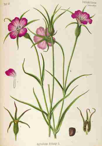 Illustration Agrostemma githago, Par Köhler F.E. (Medizinal Pflanzen, vol. 4: t. 36 ; 1890), via plantillustrations.org 