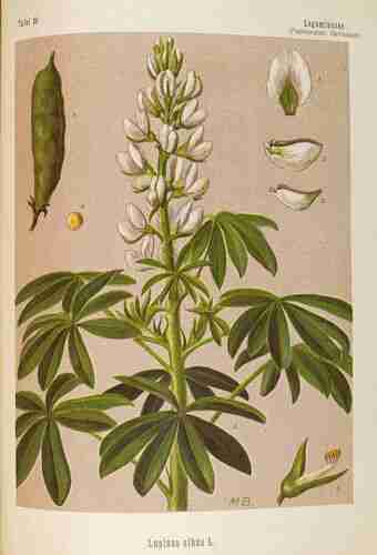 Illustration Lupinus albus cv. 'À Gros Grains', Par Köhler F.E. (Medizinal Pflanzen, vol. 4: t. 56, 1890) [M.B.], via plantillustrations.org 