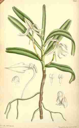 Illustration Jumellea fragrans, Curtis´s Botanical Magazine (vol. 117 [ser. 3, vol. 47]: t. 7161, 1891) [M. Smith], via plantillustrations.org 