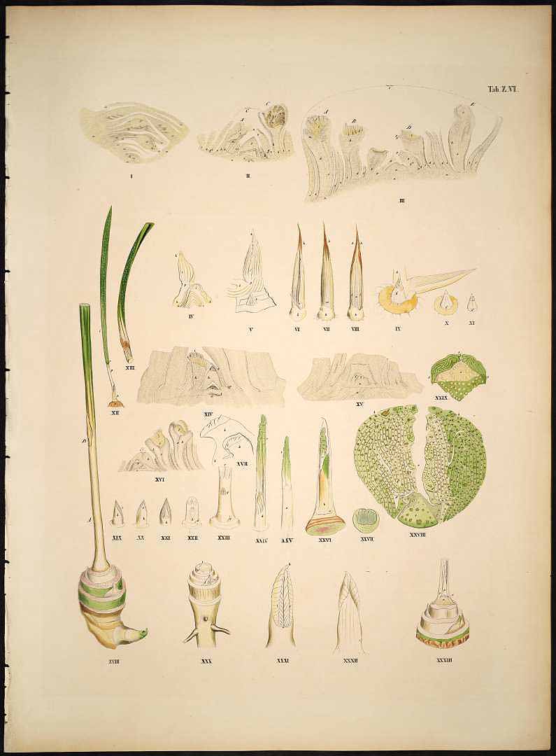 Illustration Chamaerops humilis, Par Martius C.F.P. von (Historia Naturalis Palmarum, vol. 1: t. Z.VI, 1826), via plantillustrations.org 