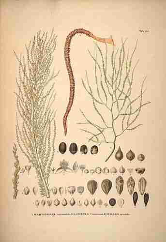 Illustration Jubaea chilensis, Par Martius C.F.P. von (Historia Naturalis Palmarum, vol. 3: t. 161, 1850), via plantillustrations 
