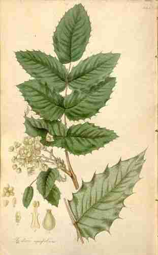 Illustration Berberis aquifolium, Par Pursh F. (Flora Americae Septentrionalis, vol. 1: t. 4, 1814), via plantillustrations.org 