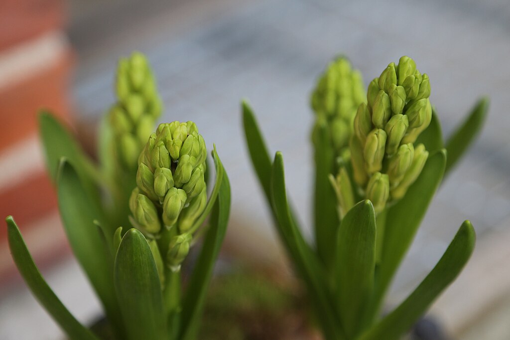 Illustration Hyacinthus orientalis, Par Carsten Buhl, via wikimedia 