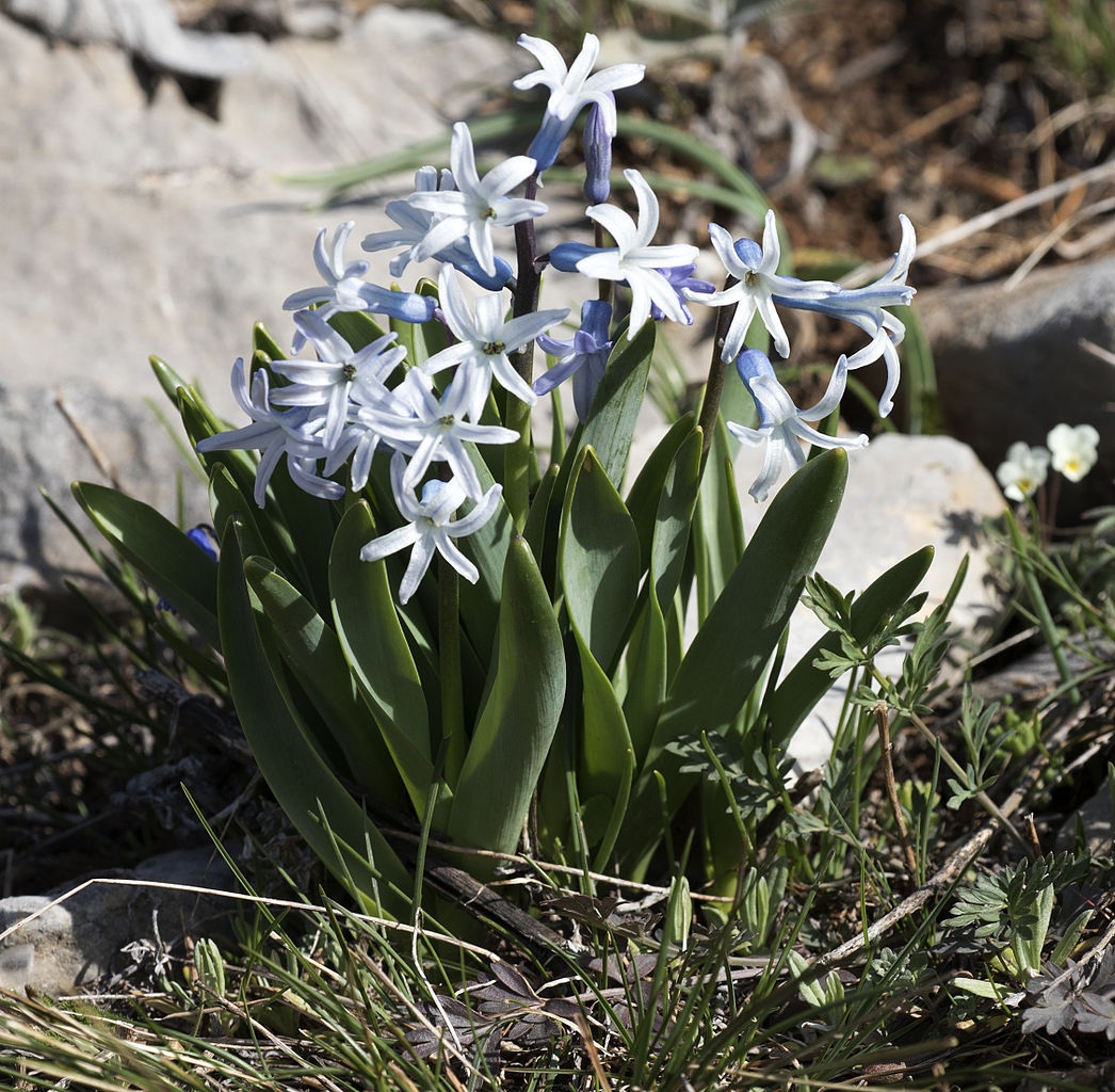 Illustration Hyacinthus orientalis, Par Zeynel Cebeci, via wikimedia 