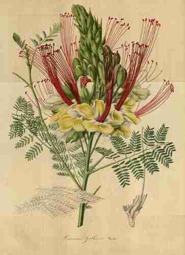 Illustration Caesalpinia gilliesii, Par Houtte L. van (Flore des serres et des jardin de l´Europe, vol. 1: p. 301 ; 1845) [n.a.], via plantillustrations.org 
