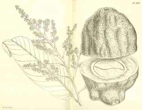 Illustration Licania platypus, Hooker´s Icones Plantarum (vol. 27: t. 2619, 1899) [M. Smith], via plantillustrations.org 