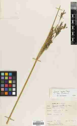 Illustration Juncus rigidus, Par Royal Botanic Garden Edinburgh Herbarium, via eol 