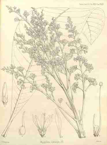 Illustration Mangifera kemanga, Par Transactions of the Linnean Society of London (vol. 23: t. 23 ; 1862) [W.H. Fitch], via plantillustrations 