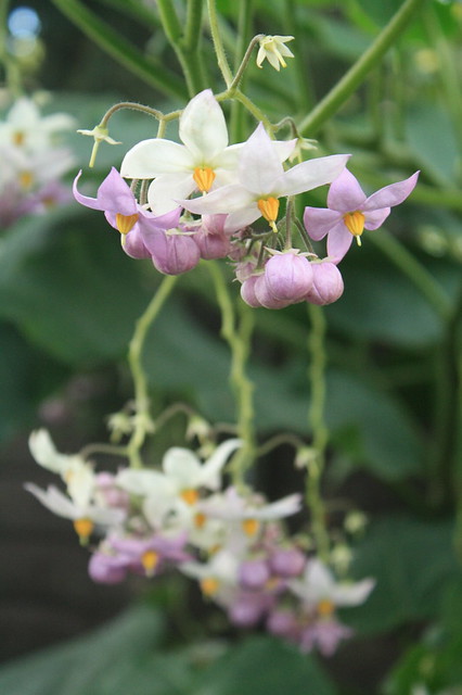 Illustration Solanum corymbiflorum, Par Clivid, via flickr 