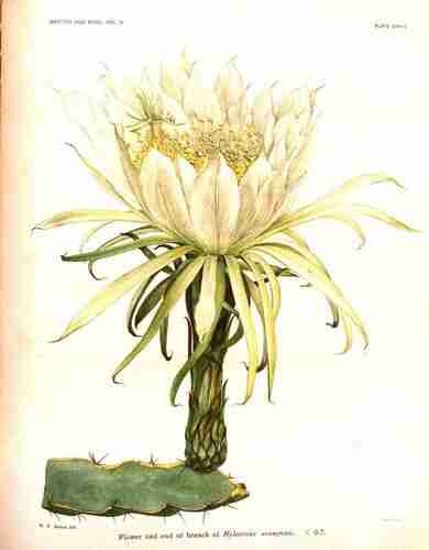Illustration Hylocereus ocamponis, Par Britton N.L., Rose J.N. (The Cactaceae, vol. 2: t. 28, 1920) [M.E. Eaton], via plantillustrations.org 