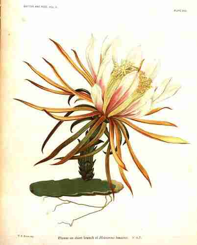 Illustration Hylocereus lemairei, Curtis´s Botanical Magazine (vol. 80 [ser. 3, vol. 10]: t. 4814, 1854) [W.H. Fitch], via plantillustrations.org 