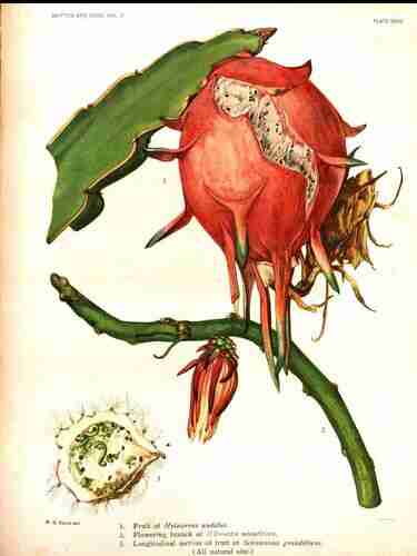 Illustration Hylocereus undatus, Par Britton N.L., Rose J.N. (The Cactaceae, vol. 2: t. 32, 1920) [M.E. Eaton], via plantillustrations.org 