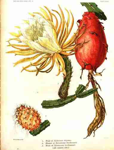 Illustration Hylocereus trigonus, Par Britton N.L., Rose J.N. (The Cactaceae, vol. 2: t. 36, 1920) [M.E. Eaton], via plantillustrations.org 