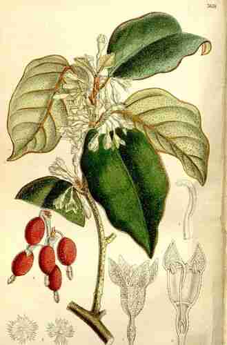Illustration Elaeagnus macrophylla, Curtis´s Botanical Magazine (vol. 125 [ser. 3, vol. 55]: t. 7638 ; 1899) [niet leesbaar], via plantillustrations.org 