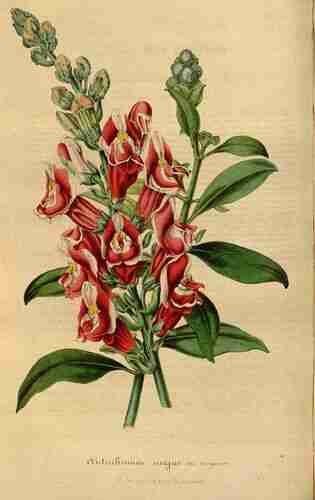Illustration Antirrhinum majus, Par Houtte L. van (Flore des serres et des jardin de l´Europe, vol. 3: fasicle 4, p. 218, t. 6 ; 1847), via plantillustrations.org 