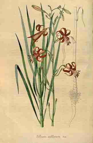 Illustration Lilium callosum, Par Houtte L. van (Flore des serres et des jardin de l´Europe, vol. 3: fasicle 5, p. 230, t. 8, 1847), via plantillustrations.org 