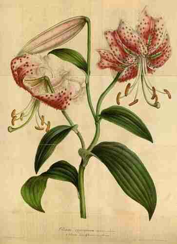 Illustration Lilium speciosum, Par Houtte L. van (Flore des serres et des jardin de l´Europe, vol. 3: p. 276, t. 4, 1847), via plantillustrations.org 