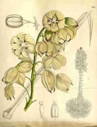Illustration Hesperoyucca whipplei, Curtis´s Botanical Magazine (vol. 125 [ser. 3, vol. 55]: t. 7662, 1899) [H.T.D.], via plantillustrations.org 