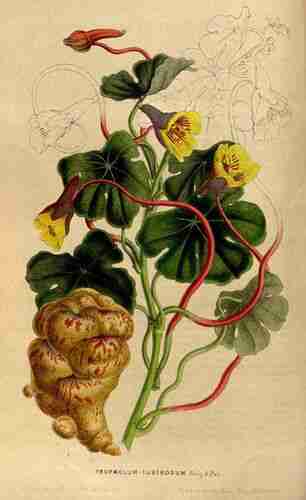 Illustration Tropaeolum tuberosum, Par Houtte L. van (Flore des serres et des jardin de l´Europe, vol. 5: p. 452 ; 1849) [L. Stroobant], via plantillustrations.org 