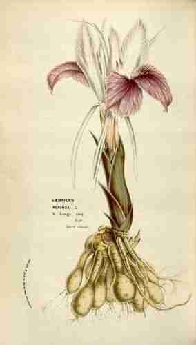 Illustration Kaempferia rotunda, Par Houtte L. (van, Flore des serres et des jardin de l´Europe, vol. 10: p. 181, t. 1041, 1855), via plantillustrations.org 