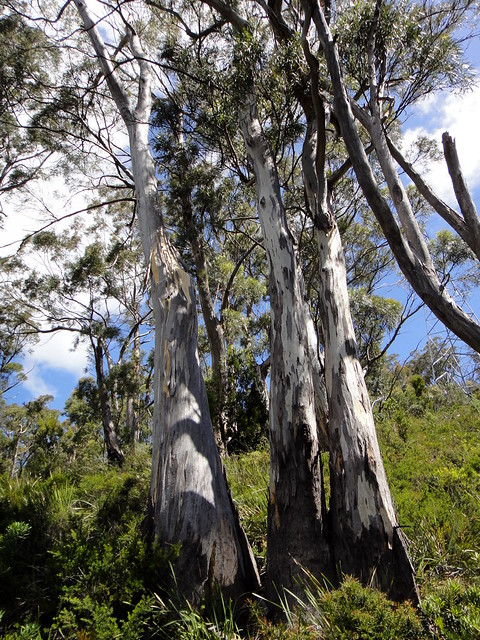 Illustration Eucalyptus pulchella, Par dracophylla, via flickr 