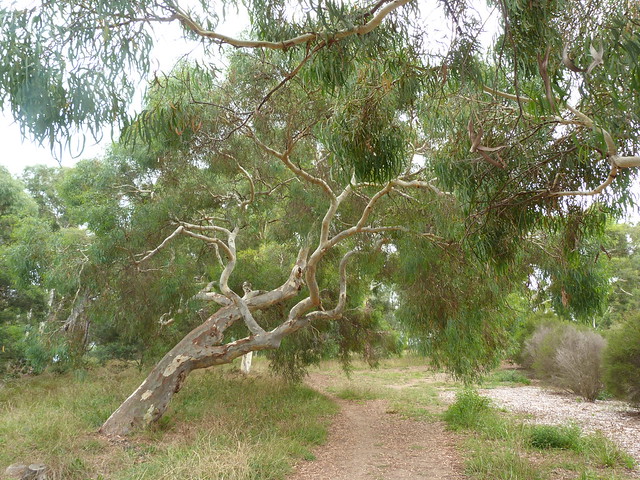 Illustration Eucalyptus mannifera, Par dhobern, via flickr 