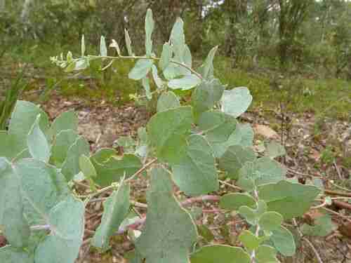 Illustration Eucalyptus bridgesiana, Par dhobern, via flickr 