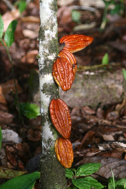 Illustration Herrania albiflora, Par Herrania albiflora ? (question posée par l'auteur : caspar s), via flickr 