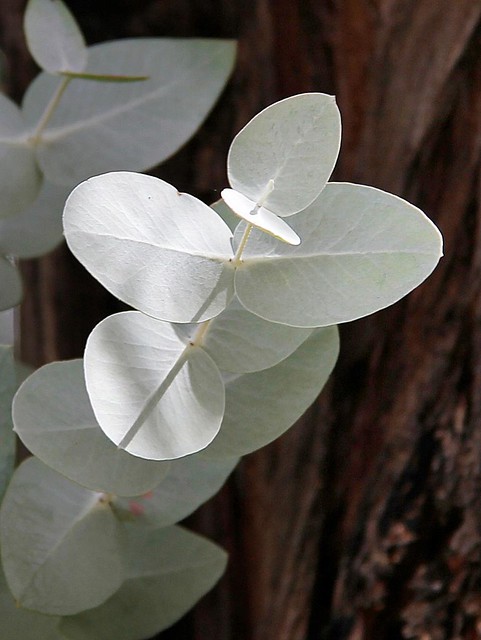 Illustration Eucalyptus cinerea, Par Mauricio Mercadante, via flickr 