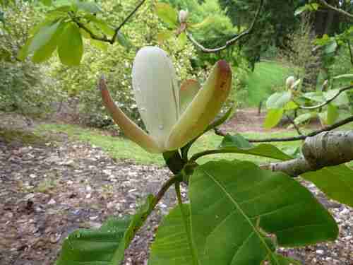 Illustration Magnolia officinalis, Par wlcutler, via flickr 