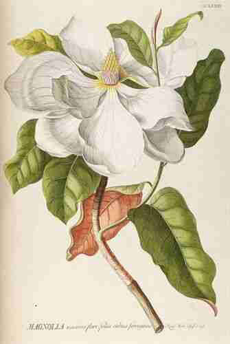 Illustration Magnolia grandiflora, Par Trew C.J. (Plantae selectae quarum imagines ad exemplaria naturalia Londini, in hortis curiosorum nutrit, vol. 4: t. 33, 1754) [G.D. Ehret], via plantillustrations.org 