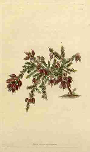 Illustration Erica cinerea, The botanical cabinet [C. Loddiges] (vol. 15: t. 1409 ; 1828) [unsigned], via plantillustrations.org 