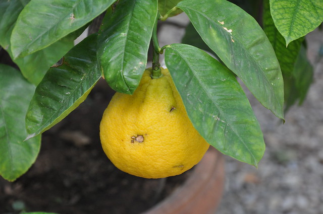 Illustration Citrus bergamia, Par douneika, via flickr 