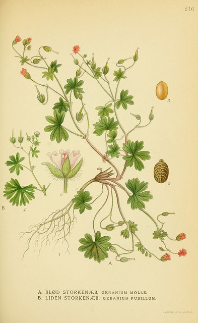 Illustration Geranium molle, Par BioDivLibrary, via flickr 