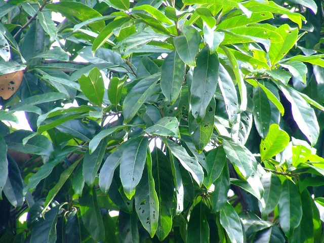Illustration Elaeocarpus sphaericus, Par Shubhada Nikharge, via flickr 