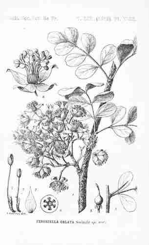 Illustration Feroniella lucida, Bulletin de la Société botanique de France (vol. 59: t. 18, 1912) [C. Kastner], via plantillustrations.org 