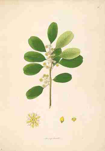 Illustration Manilkara hexandra, Par Roxburgh W. (Plants of the coast of Coromandel, vol. 1: t. 15 ; 1795), via plantillustrations.org 