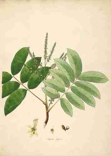Illustration Lepisanthes rubiginosa, Par Roxburgh W. (Plants of the coast of Coromandel, vol. 1: t. 62, 1795), via plantillustrations.org 