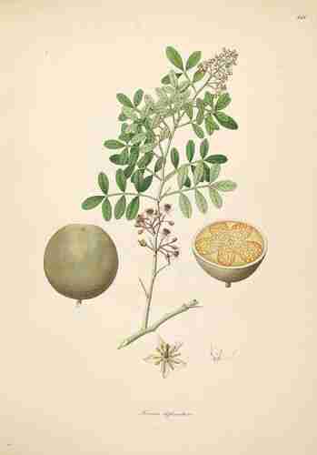 Illustration Limonia acidissima, Par Roxburgh W. (Plants of the coast of Coromandel, vol. 2: t. 141, 1798), via plantillustrations.org 