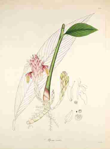 Illustration Hornstedtia costata, Par Roxburgh W. (Plants of the coast of Coromandel, vol. 3: t. 252, 1819), via plantillustrations.org 