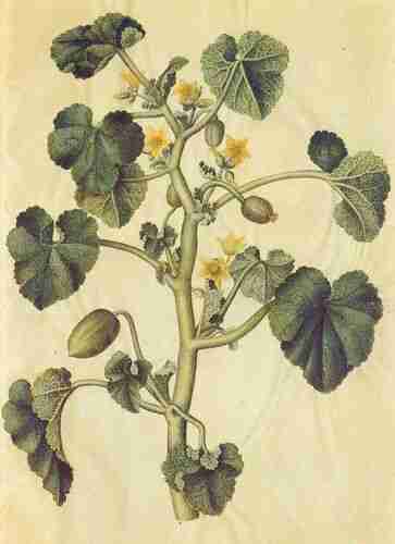 Illustration Ecballium elaterium, Gottorfer Codex (1649-1659), via plantillustrations.org 