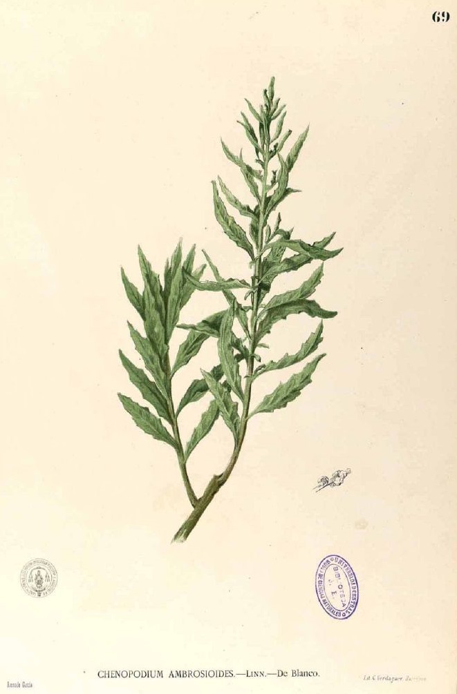 Illustration Dysphania ambrosioides cv. 'Oaxaca Red', Par Blanco M. (Flora de Filipinas, t. 69, 1875), via plantillustrations.org 